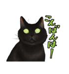 猫と会話するスタンプ（個別スタンプ：7）