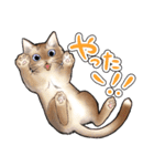 猫と会話するスタンプ（個別スタンプ：9）