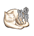 猫と会話するスタンプ（個別スタンプ：11）