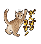 猫と会話するスタンプ（個別スタンプ：12）