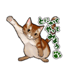 猫と会話するスタンプ（個別スタンプ：13）