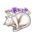 猫と会話するスタンプ（個別スタンプ：14）
