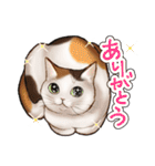 猫と会話するスタンプ（個別スタンプ：16）