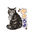 猫と会話するスタンプ（個別スタンプ：21）