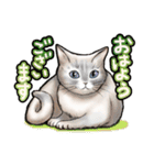 猫と会話するスタンプ（個別スタンプ：23）