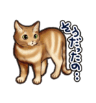 猫と会話するスタンプ（個別スタンプ：27）