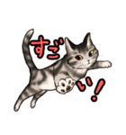 猫と会話するスタンプ（個別スタンプ：29）