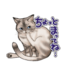 猫と会話するスタンプ（個別スタンプ：30）