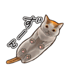 猫と会話するスタンプ（個別スタンプ：36）