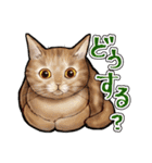 猫と会話するスタンプ（個別スタンプ：37）