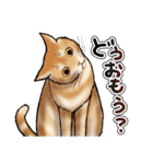 猫と会話するスタンプ（個別スタンプ：39）