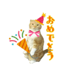 きなことあんこ2（個別スタンプ：3）