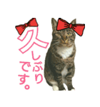 きなことあんこ2（個別スタンプ：5）