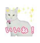 きなことあんこ2（個別スタンプ：7）