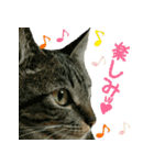きなことあんこ2（個別スタンプ：10）