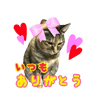 きなことあんこ2（個別スタンプ：13）