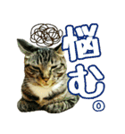 きなことあんこ2（個別スタンプ：16）