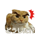 きなことあんこ2（個別スタンプ：19）