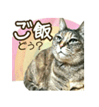 きなことあんこ2（個別スタンプ：21）