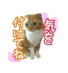 きなことあんこ2（個別スタンプ：22）