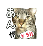 きなことあんこ2（個別スタンプ：26）