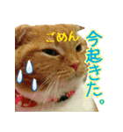 きなことあんこ2（個別スタンプ：31）