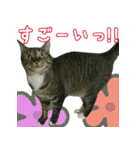 きなことあんこ2（個別スタンプ：32）