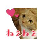 きなことあんこ2（個別スタンプ：38）