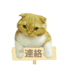 きなことあんこ2（個別スタンプ：40）