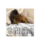 わんわん犬のコタロウ第2弾（個別スタンプ：22）