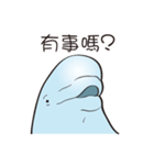 cute beluga whale（個別スタンプ：6）