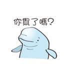 cute beluga whale（個別スタンプ：7）