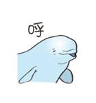 cute beluga whale（個別スタンプ：10）