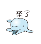 cute beluga whale（個別スタンプ：21）