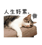 Pets Meow.（個別スタンプ：9）