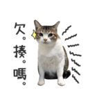 Pets Meow.（個別スタンプ：10）