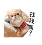 Pets Meow.（個別スタンプ：12）