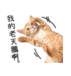 Pets Meow.（個別スタンプ：13）