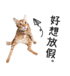 Pets Meow.（個別スタンプ：14）