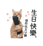 Pets Meow.（個別スタンプ：15）