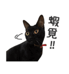 Pets Meow.（個別スタンプ：17）