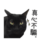 Pets Meow.（個別スタンプ：19）