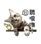 Pets Meow.（個別スタンプ：23）