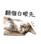 Pets Meow.（個別スタンプ：31）