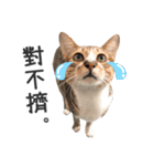 Pets Meow.（個別スタンプ：36）