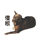Handsome Dobby（個別スタンプ：3）