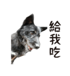 Handsome Dobby（個別スタンプ：7）