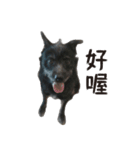 Handsome Dobby（個別スタンプ：8）