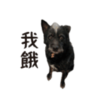 Handsome Dobby（個別スタンプ：11）