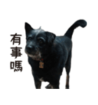 Handsome Dobby（個別スタンプ：15）